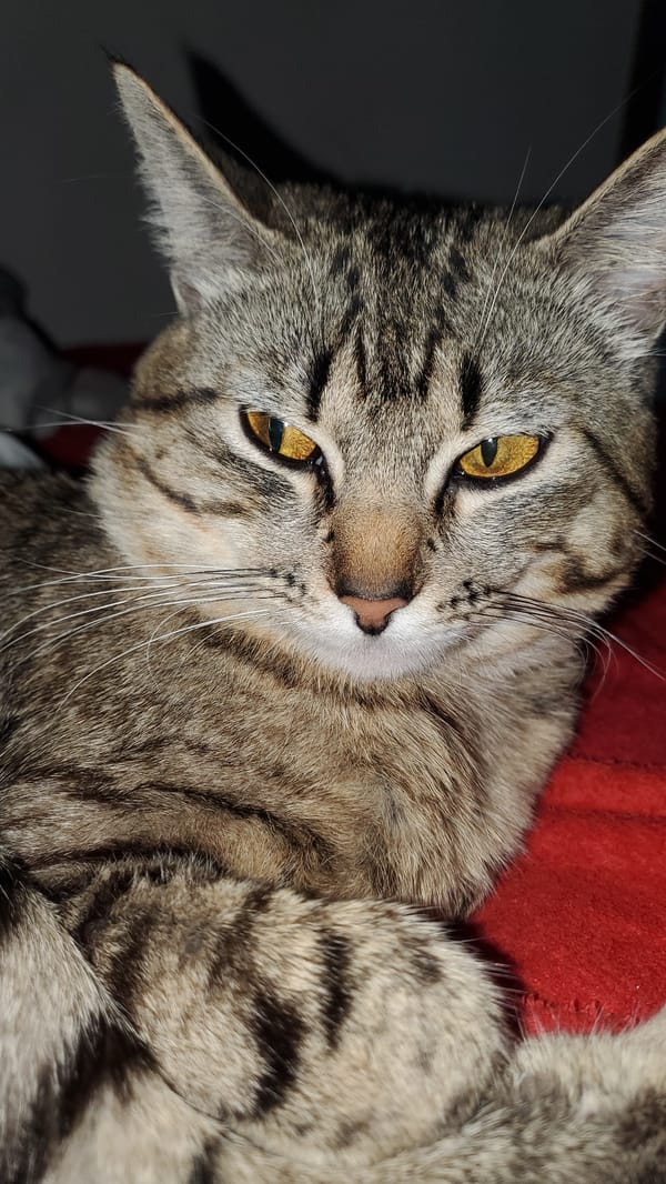 Tabby cat sleeps peacefully on bed in Curitiba