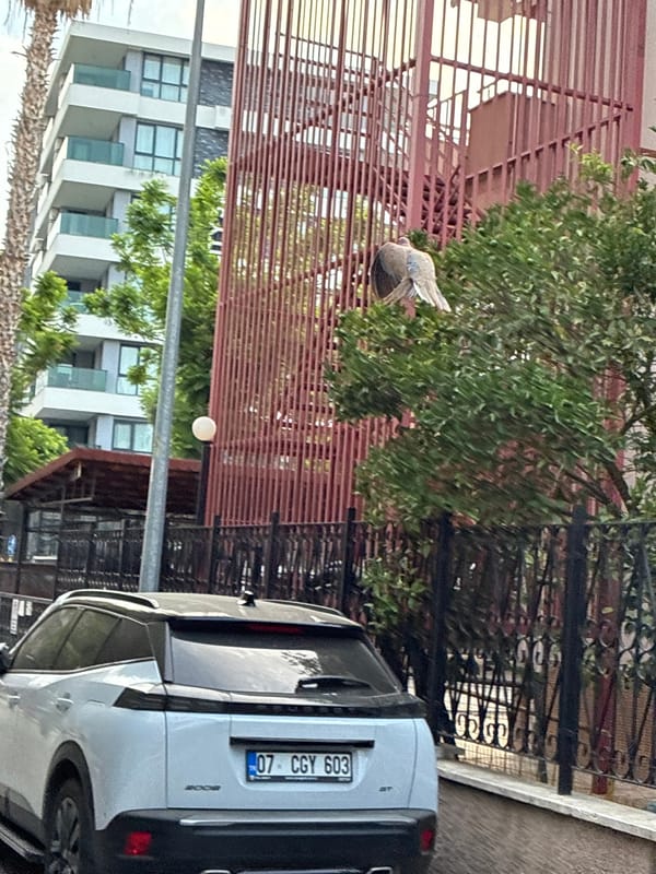 Grey cats and Alanya streets on a quiet July morning