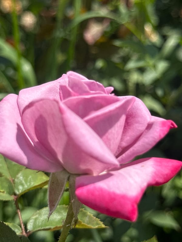 Pink and orange roses caught in close-up bloom