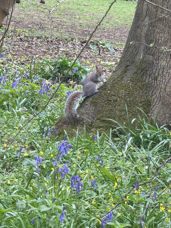 Gray squirrels spotted foraging in Maidstone woodland parks