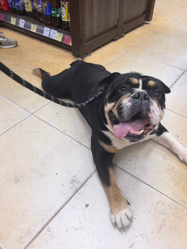Bulldog takes a break on the floor of a Nizhny Novgorod shop