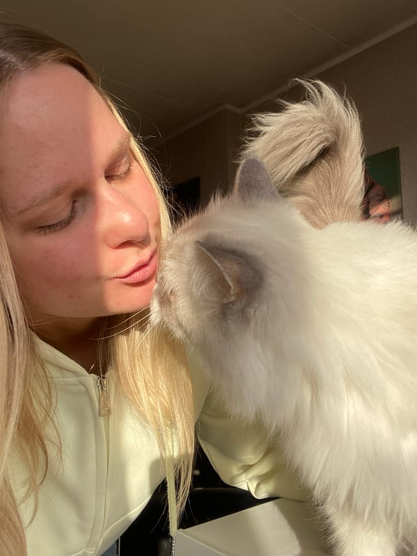 Selfies and a blue-eyed cat on a Chaikovsky afternoon