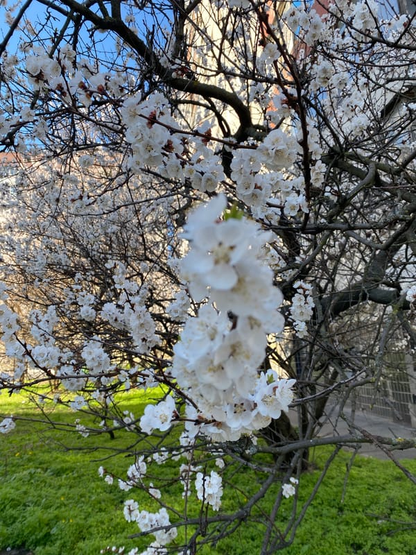 Spring blooms captured in Dnipro park during morning hours