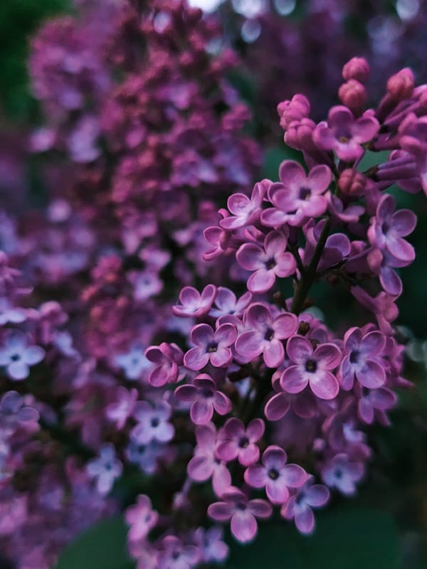 Spring blooms documented in Parkhomivka, Ukraine during evening hours