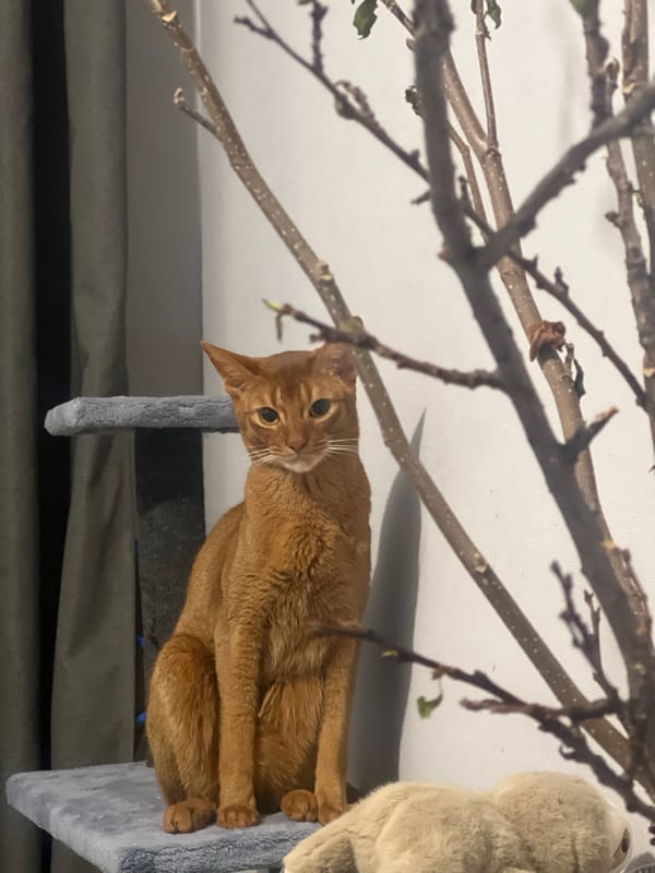 Abyssinian cat photographed in close-up portraits in Kazan