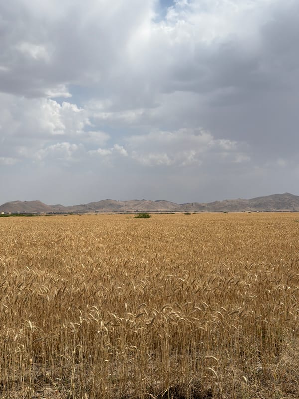 Wheat harvest documented in rural Morocco fields