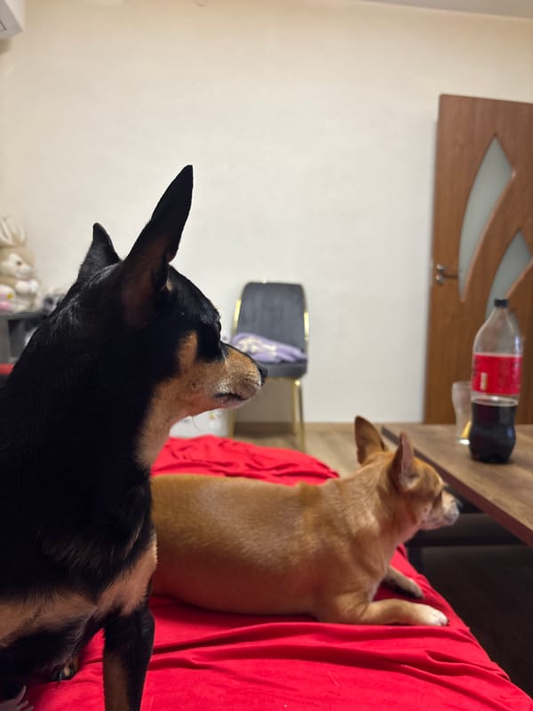 Dogs relaxing at home in Kuklen, Bulgaria