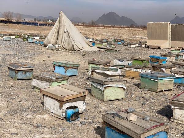 Afghan beekeepers tend colorful hives in desert landscape