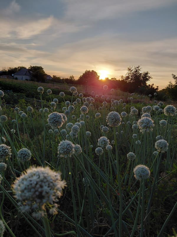Golden-hour garden scenes, a sleeping cat, and cold beers