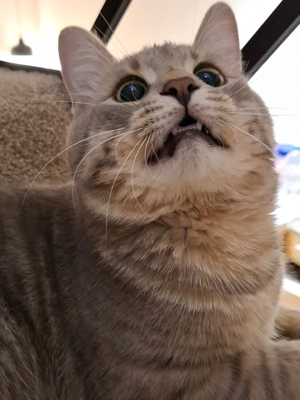 One tabby cat, one evening, every possible pose