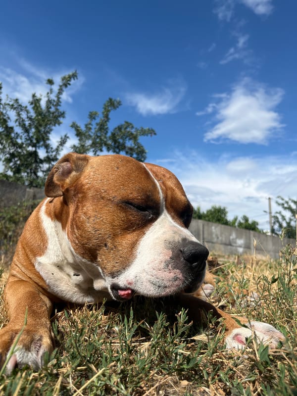 Pit bull chills in dry grass on a sunny Dnipro afternoon