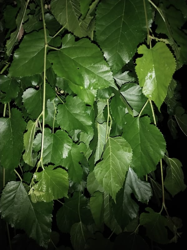 Evening stroll through rain-soaked Horishni Plavni with families and flowers