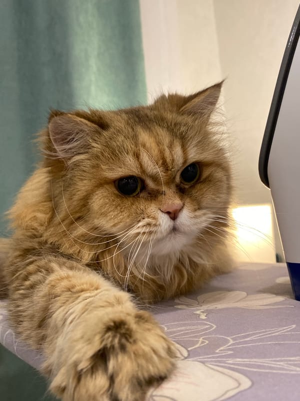 Cat rests on ironing board in Kazan home