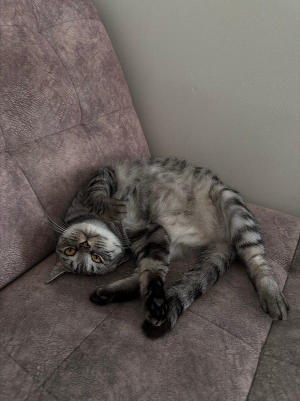 Grey tabby cat documented in domestic morning routine