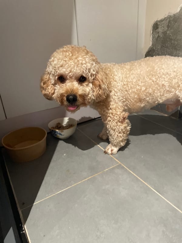 Dog and nighttime street scenes captured in Bắc Nha Trang