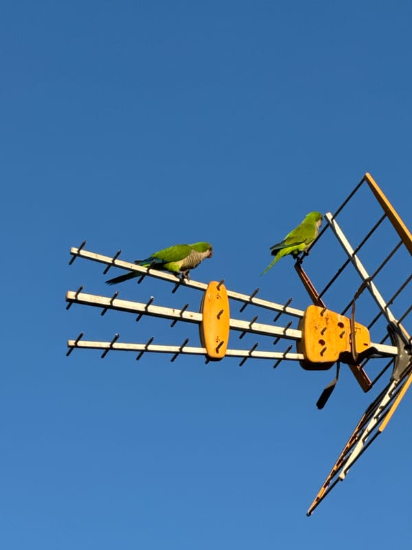 Torrevieja at dusk: parakeets, hibiscus, cats, and street dogs