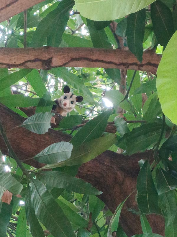 Opossum spotted resting in tree in Tinaquillo, Venezuela