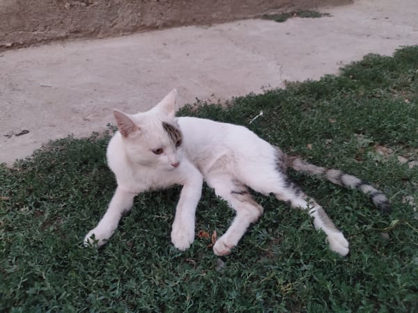 Lazy afternoon with animals and kids in a Tajik yard