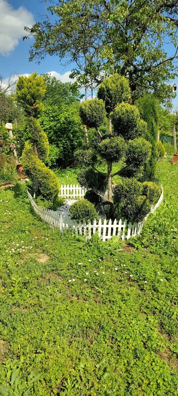 Topiary tree spotted in Ruse garden scene