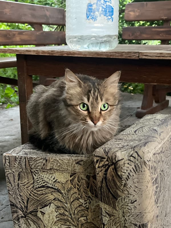 16 cats, all green eyes, all doing cat things