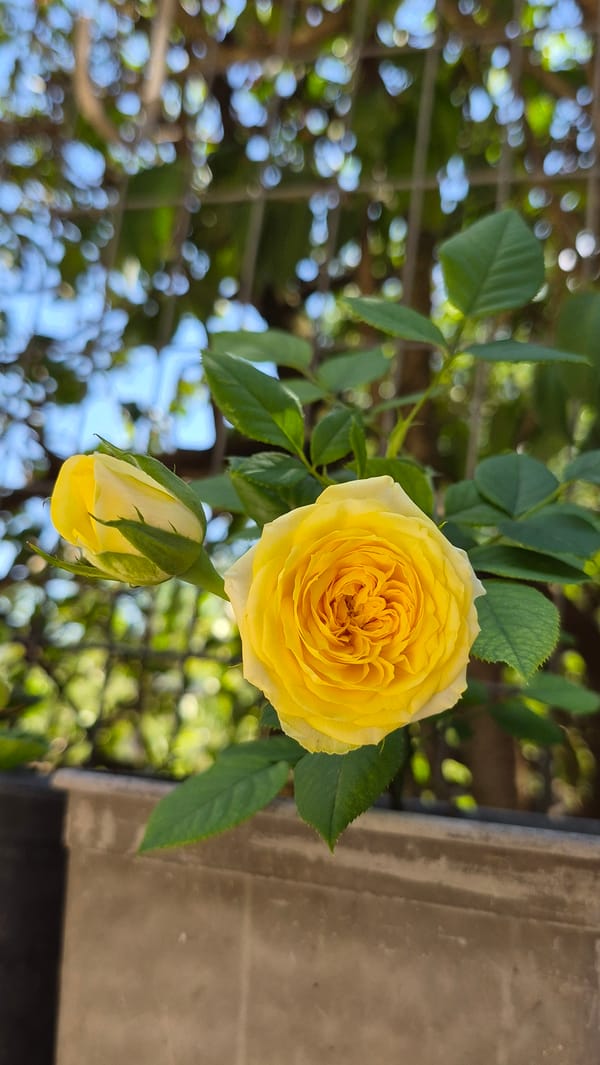 Garden close-ups: flowers, fruit, and a bee on a clear day