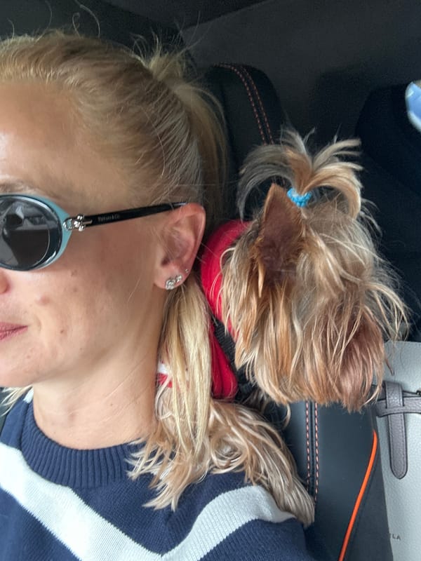 Person and dog share quiet moment in vehicle