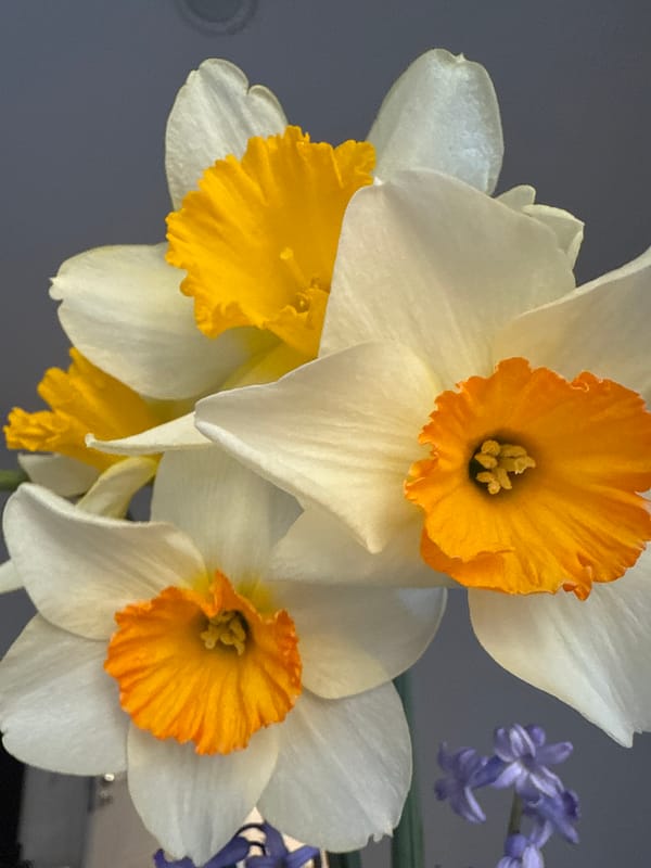 Spring daffodils and hyacinths bloom in Dobrich, Bulgaria