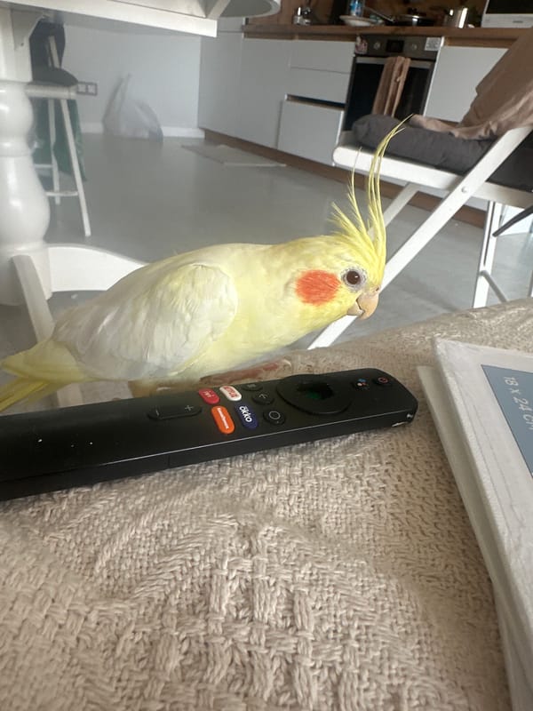 Cockatiel spotted next to TV remote in Krasnoyarsk home