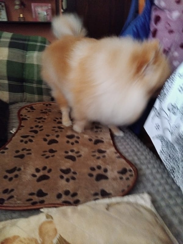 Pomeranian dog photographed resting on cushions in Bulgarian home