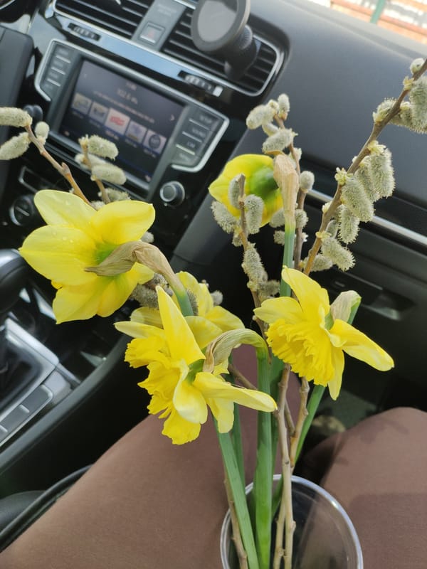 Spring flowers displayed inside vehicle dashboard and passenger seat