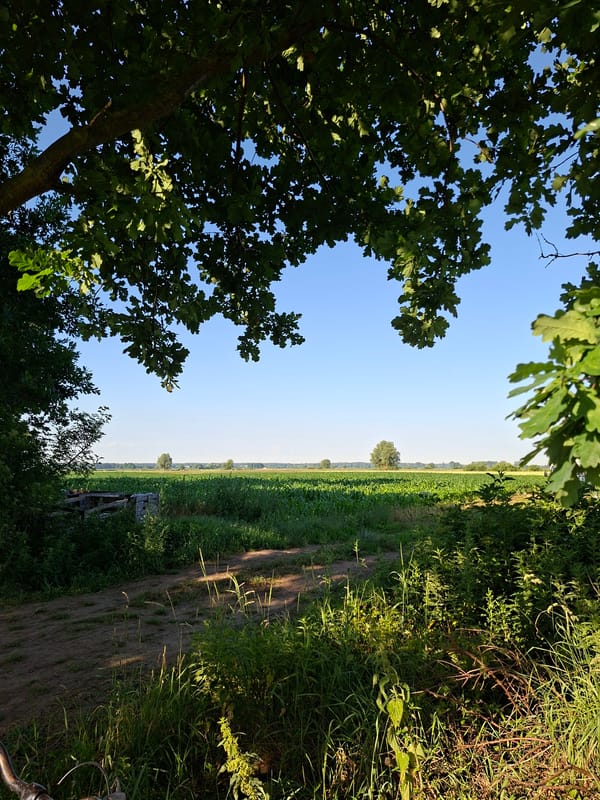 Morning walk through cabbage fields and cornrows on a sunny farm