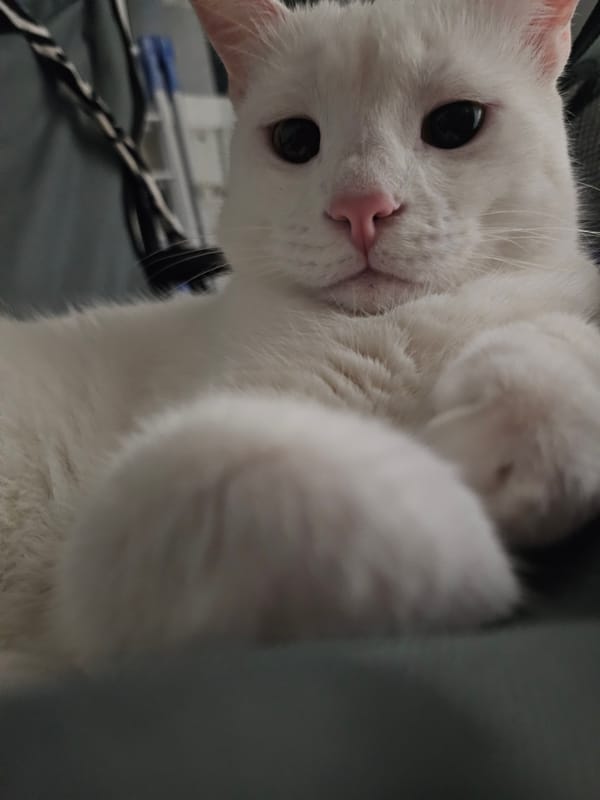 White cat relaxes on camp chairs near a parked vintage sedan