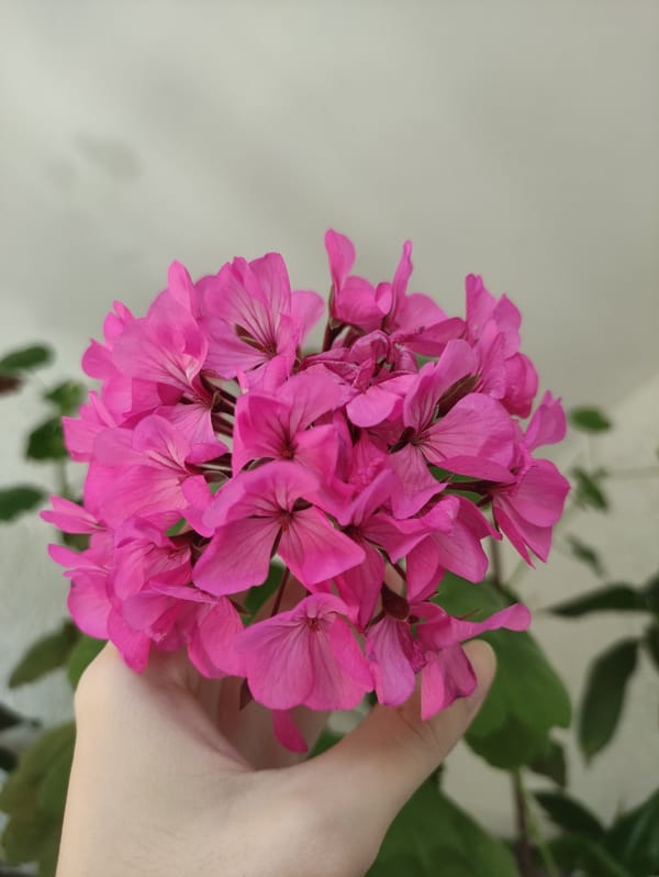 Morning plant photography session captures blooming flowers and foliage
