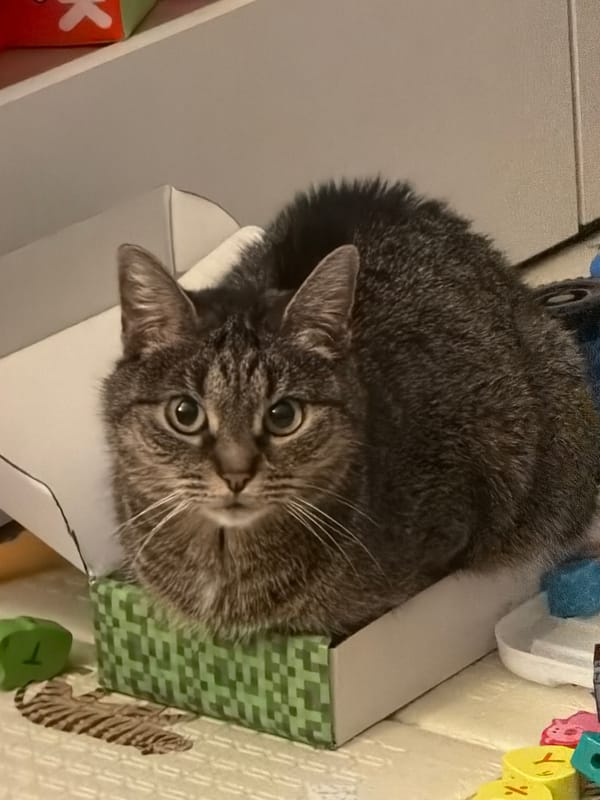Tabby cat peers out from a box in Odintsovo
