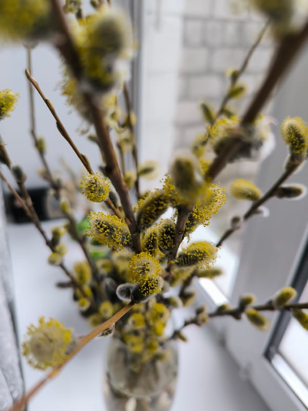 Pussy willow branches bloom indoors in Vinnytsia homes