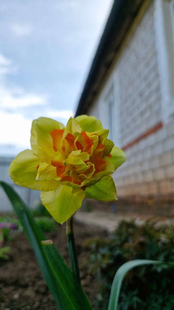 Spring flowers and German Shepherd documented in Otchor, Russia