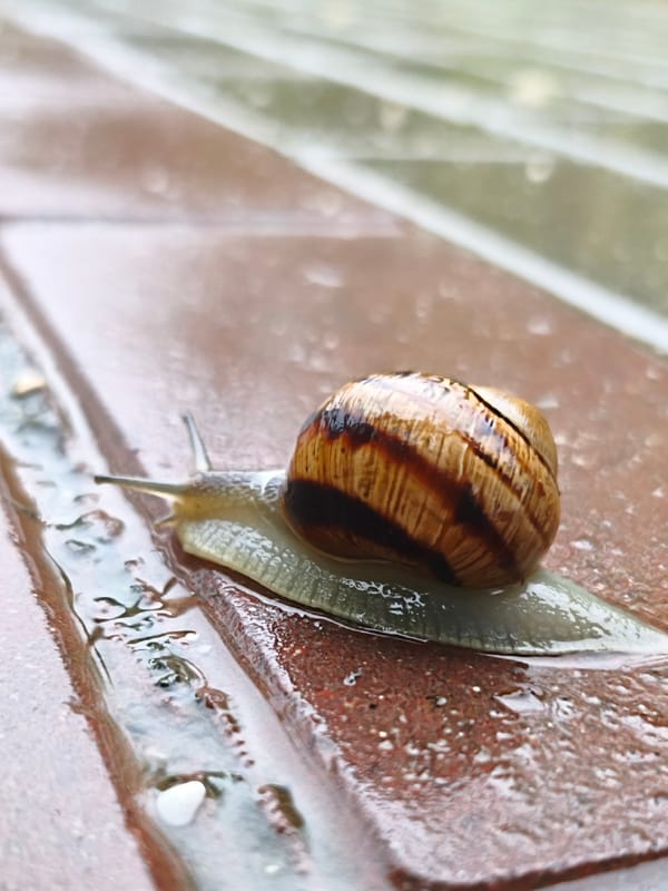 Rain transforms Sevastopol streets into natural tableau