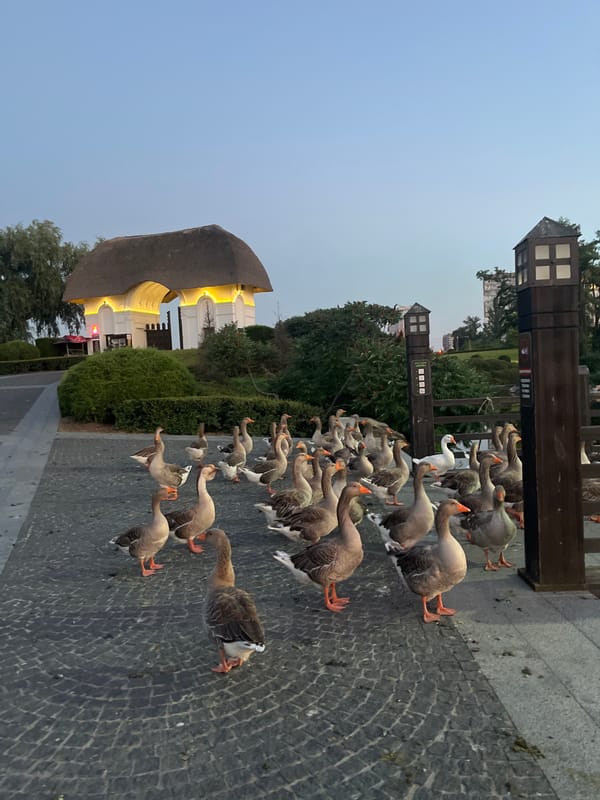 Geese, daylilies, and twilight along Dnipro's waterfront