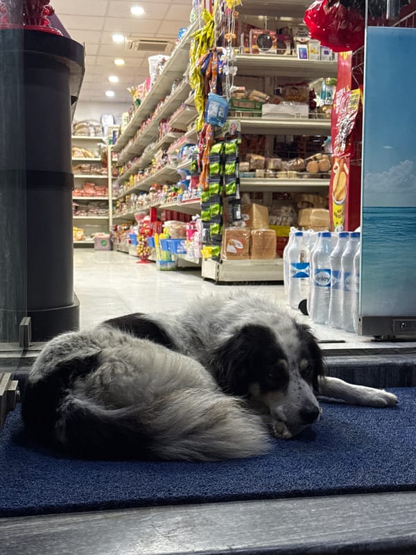 Quiet moments in Pokhara: sleeping dog and coffee break