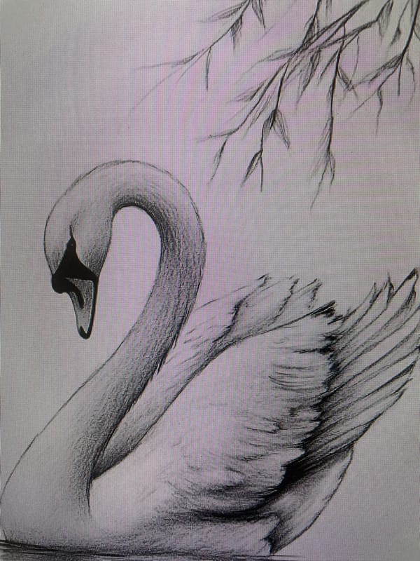 Animal sketches documented in Poltava, Ukraine morning session