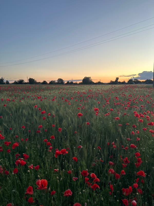 Poppies, grain fields, and quiet roads at dusk in rural Ukraine