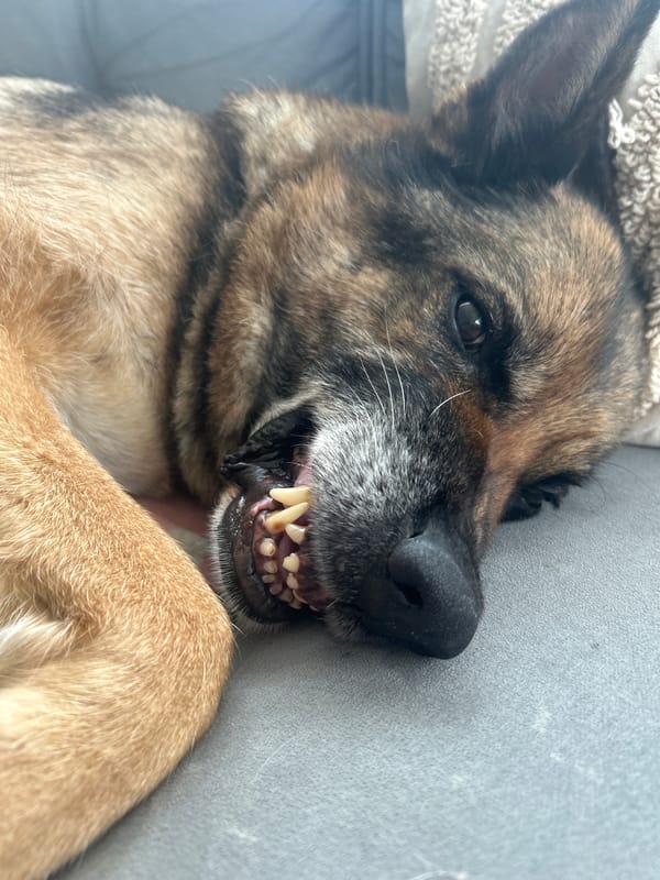 German Shepherd relaxes on couch in Vladaya, Bulgaria
