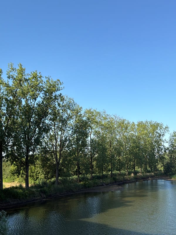Still water, wildflowers, and a coot in Druten