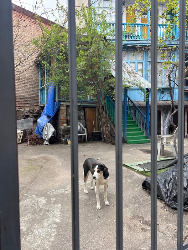 Dog spotted in Tbilisi courtyard amid colorful buildings