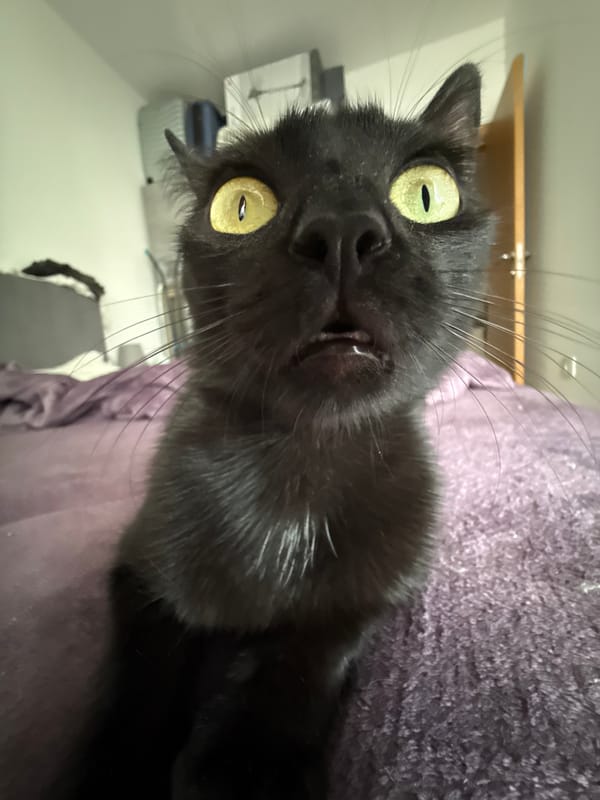Morning cat photography session captures feline portraits indoors