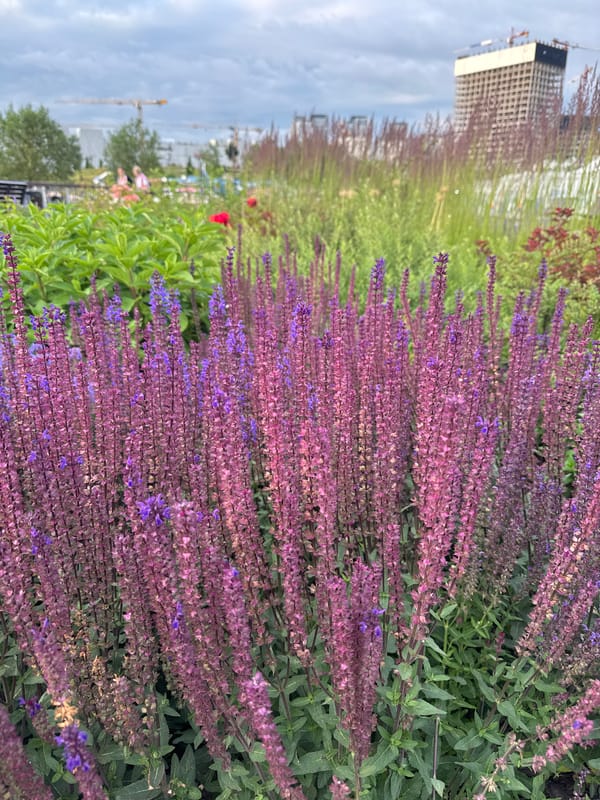 Purple flower spikes in close detail, Khimki