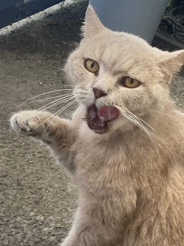 Yellow-eyed cat photographed up close in Maykop, Russia