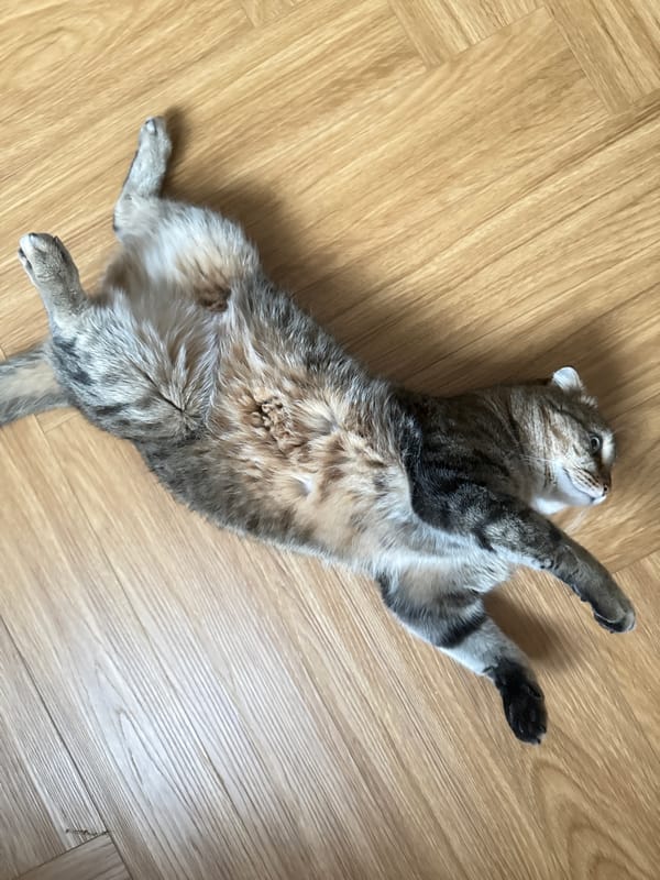 Cat lies on back with paws up in Krasnoyarsk