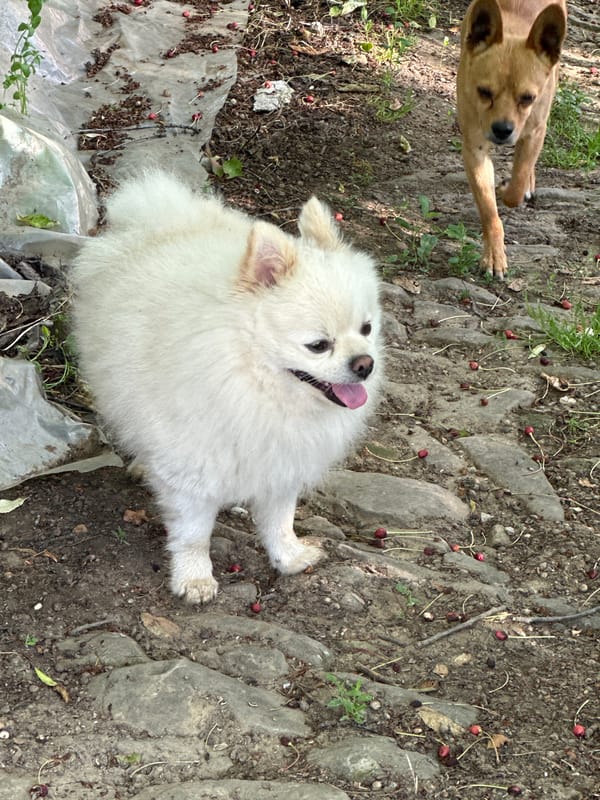 Morning moments documented in Slavyani: dogs, parked car, greetings