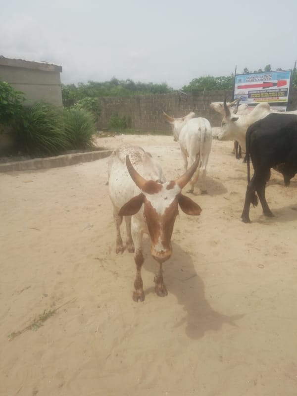 Cattle spotted on sandy streets in Lagos